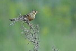 Ortolan Bunting