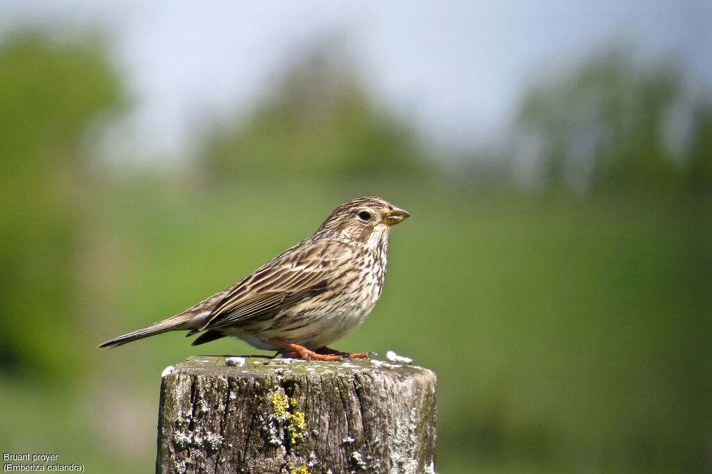 Corn Bunting