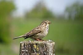 Corn Bunting