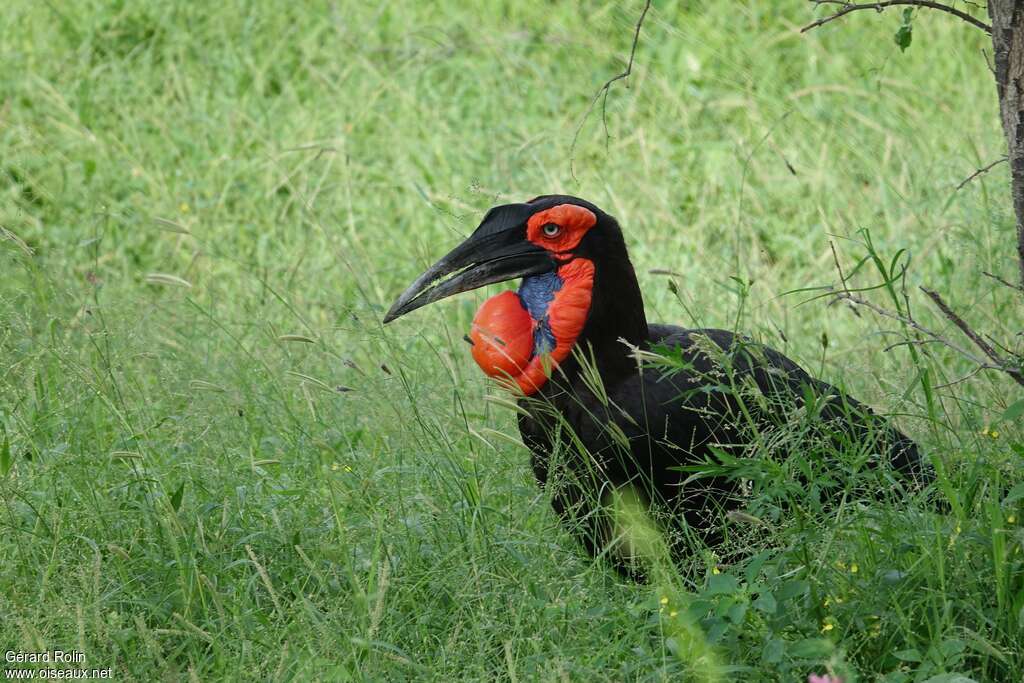 Southern Ground Hornbill female adult, close-up portrait