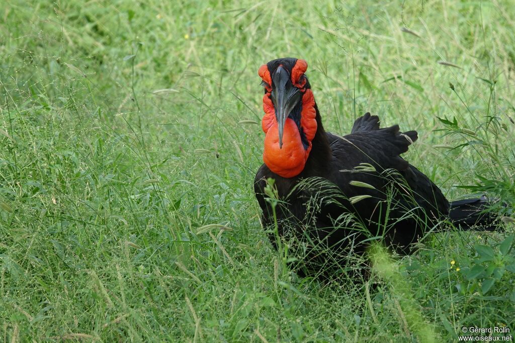 Southern Ground Hornbill