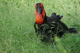 Southern Ground Hornbill