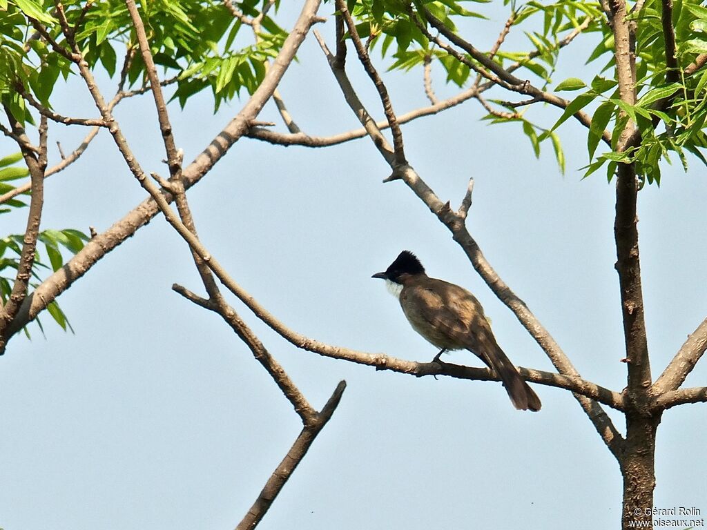 Bulbul à poitrine brune