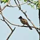 Bulbul à poitrine brune