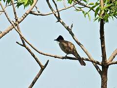 Brown-breasted Bulbul