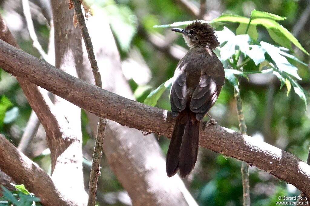 Northern Brownbul