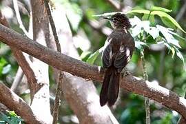 Northern Brownbul