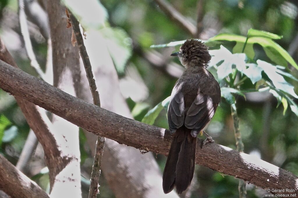 Northern Brownbul