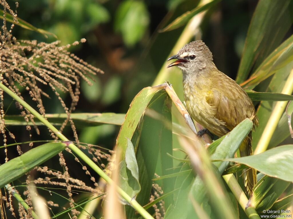 Bulbul flavescent