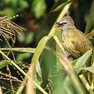 Bulbul flavescent