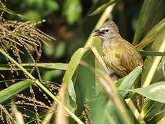 Bulbul flavescent