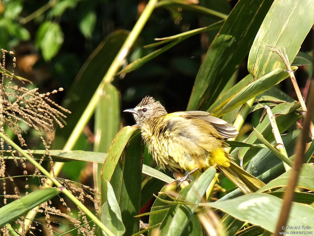 Bulbul flavescent