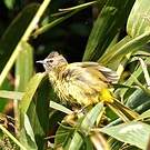 Bulbul flavescent