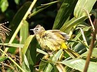 Bulbul flavescent