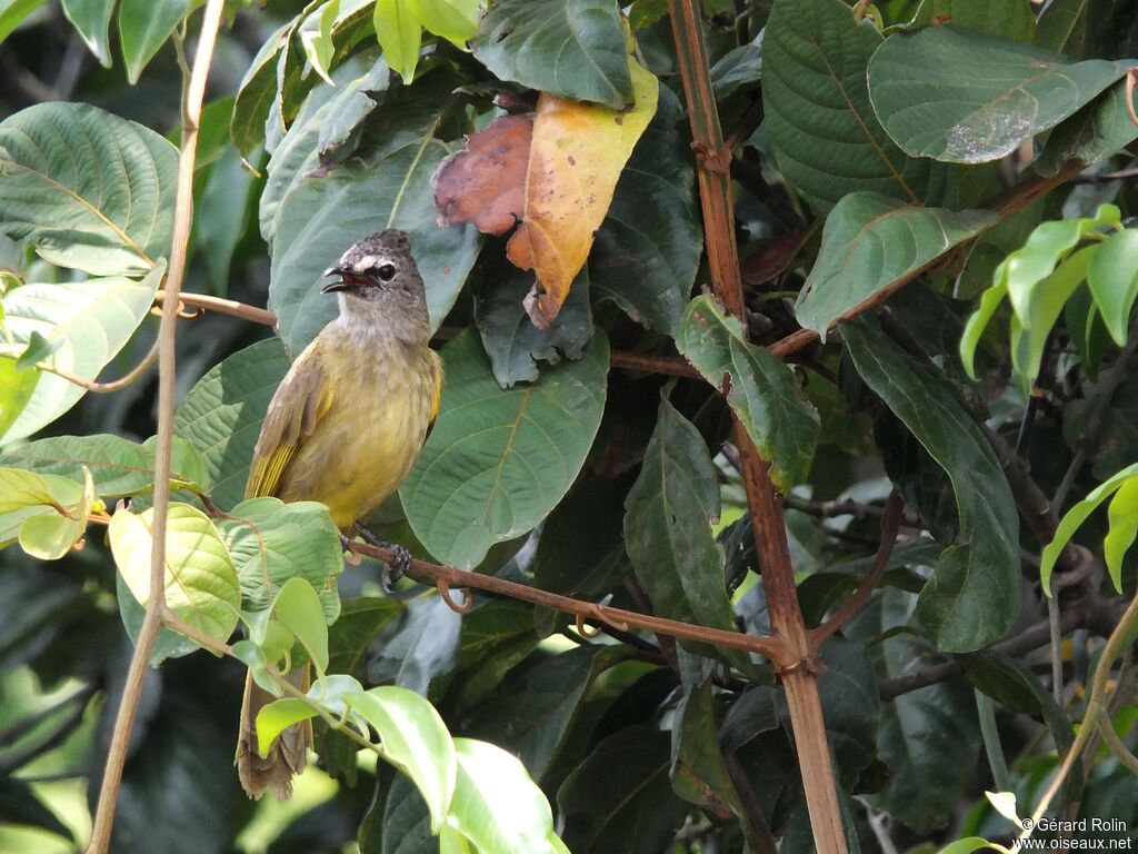 Bulbul flavescent