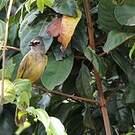Bulbul flavescent