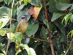 Bulbul flavescent