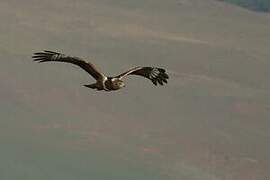 African Marsh Harrier