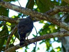 Roadside Hawk