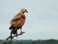 Black-collared Hawk