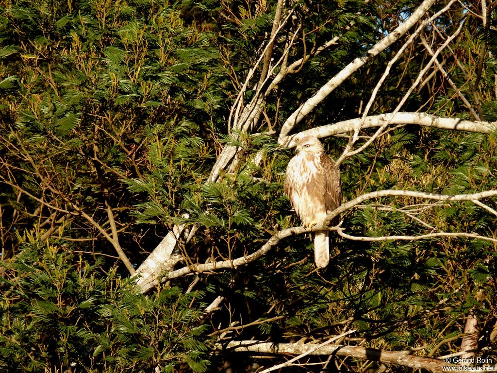 Forest Buzzard