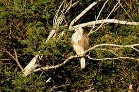 Forest Buzzard