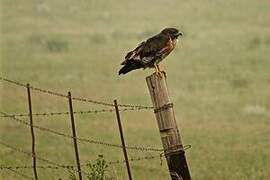 Jackal Buzzard