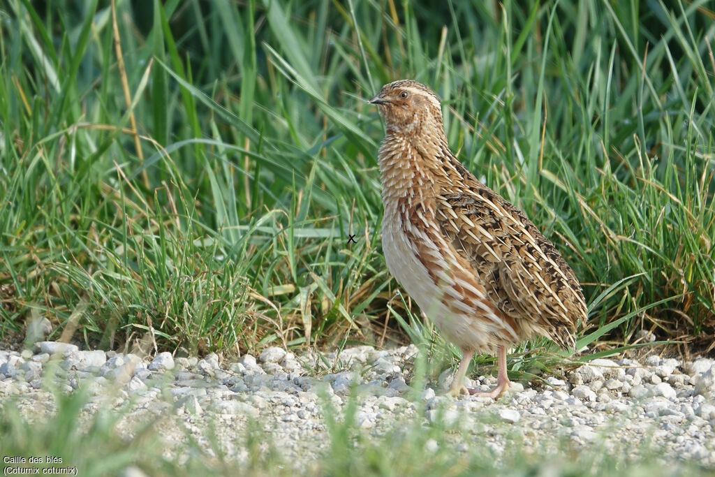 Common Quail male adult