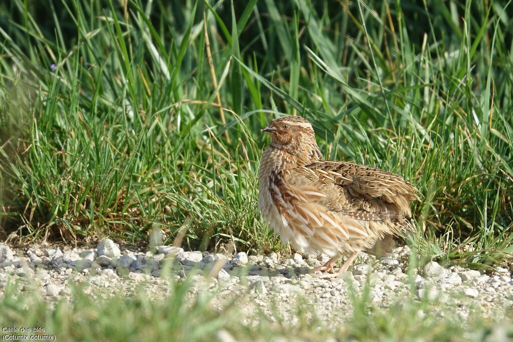 Common Quail