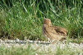 Common Quail