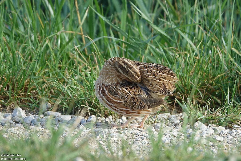 Common Quail male adult