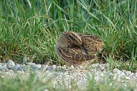 Common Quail