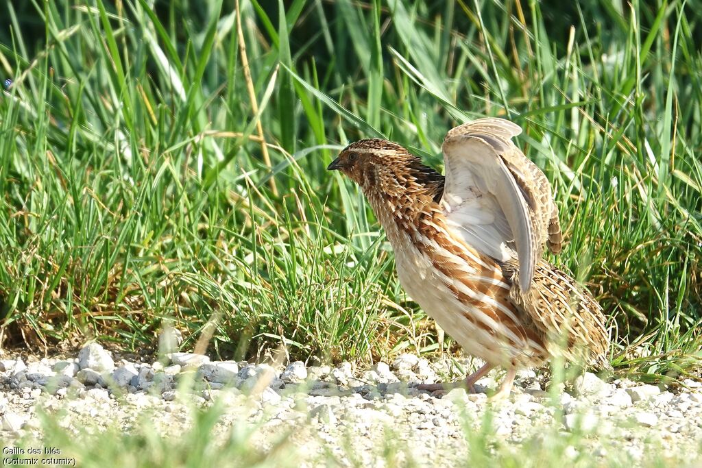 Common Quail male adult