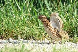 Common Quail