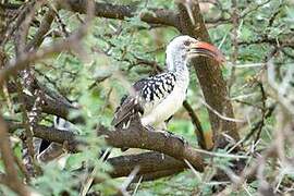 Northern Red-billed Hornbill