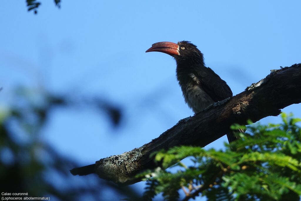 Crowned Hornbill