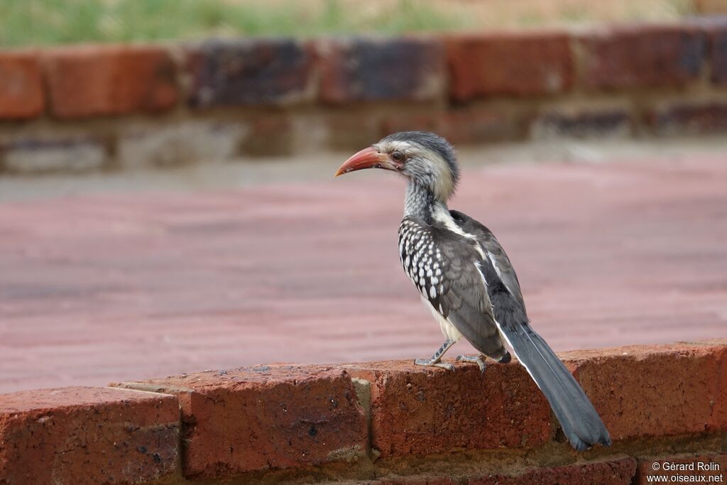 Southern Red-billed Hornbill