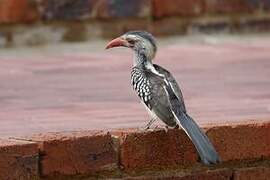 Southern Red-billed Hornbill