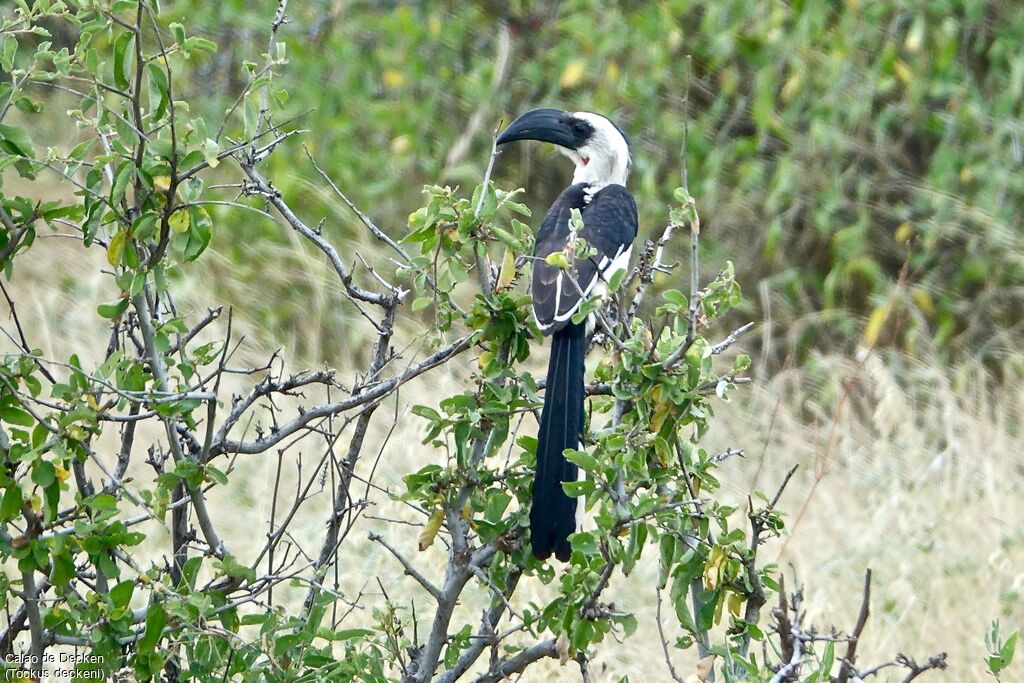 Von der Decken's Hornbill female adult