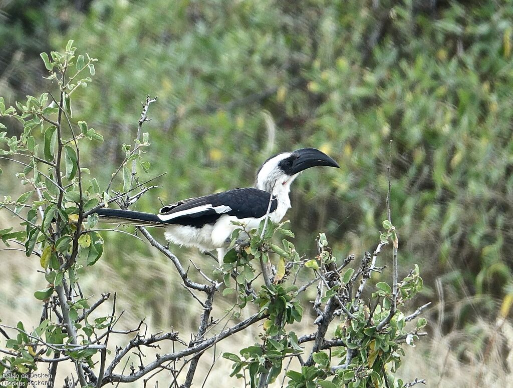 Von der Decken's Hornbill female adult