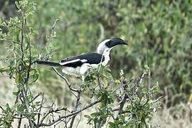 Von der Decken's Hornbill