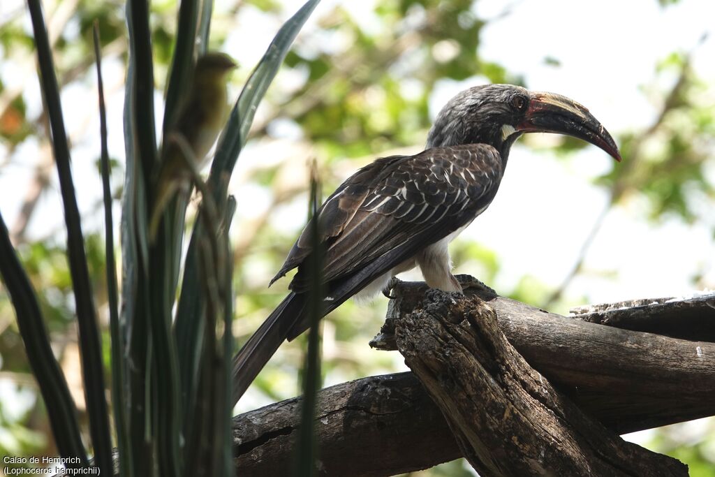 Hemprich's Hornbill