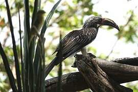 Hemprich's Hornbill