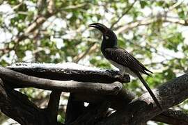 Hemprich's Hornbill