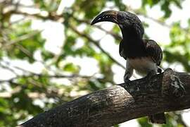 Hemprich's Hornbill