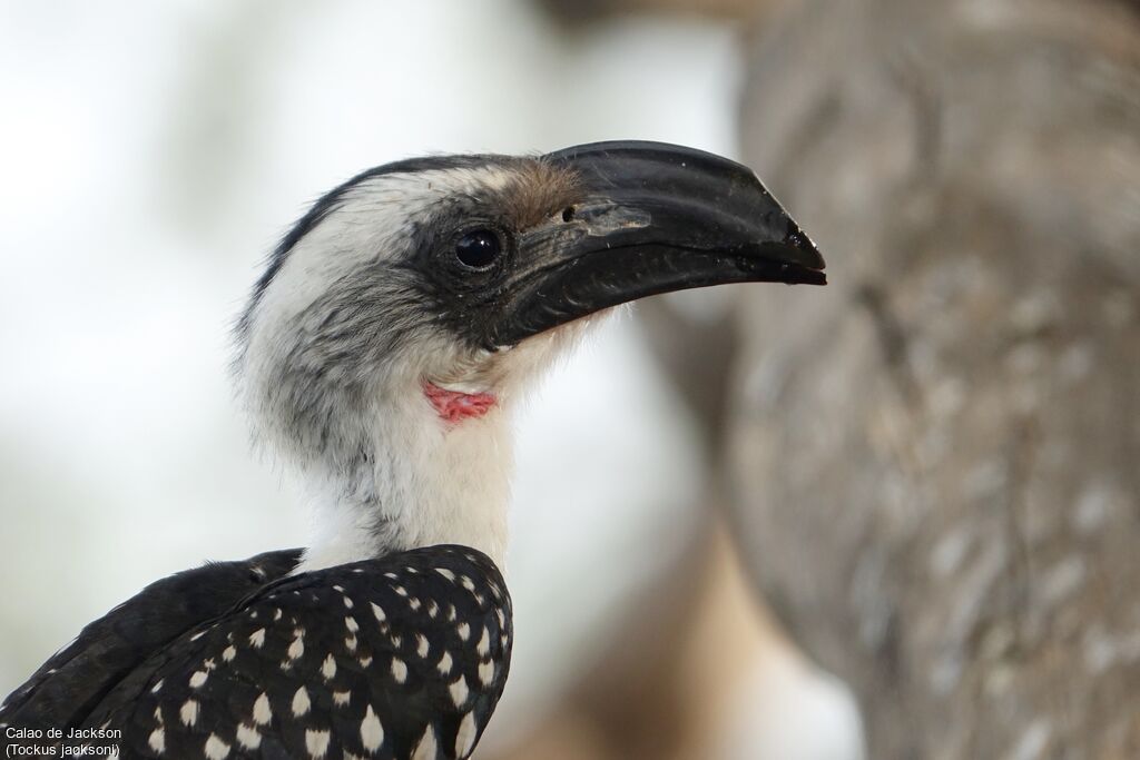 Jackson's Hornbill female