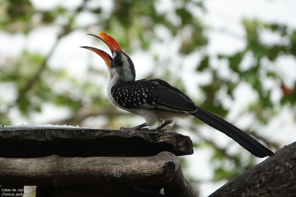 Jackson's Hornbill male