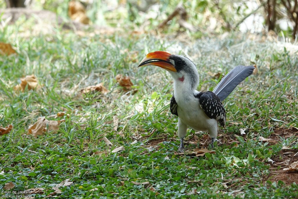 Jackson's Hornbill male