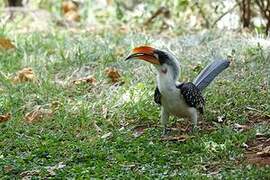 Jackson's Hornbill