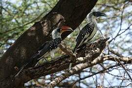 Jackson's Hornbill